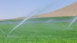 Landwirtschaftliche Bewässerung im Einzugsgebiet des Zayandeh Rud